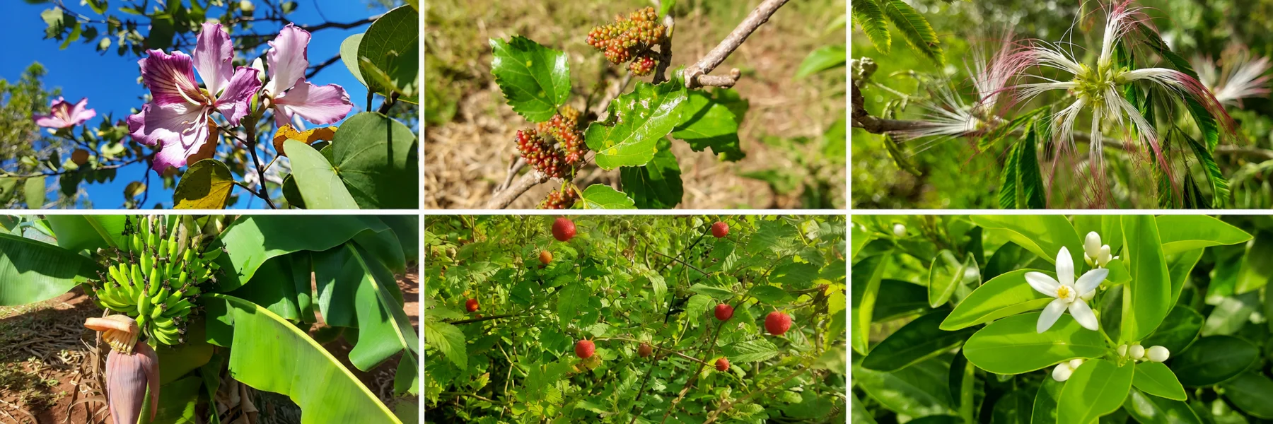Spring blossoms and young fruit in a garden in rural Guairá, Paraguay
