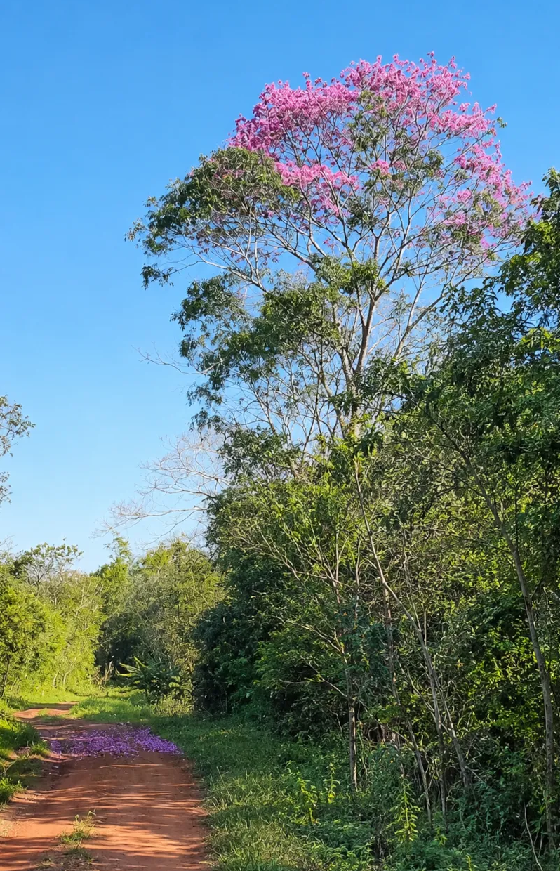 Blooming pink lapacho beside a red dirt road in rural Guairá, Paraguay