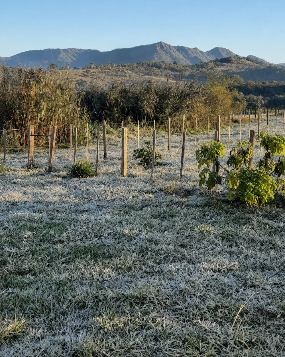 Bodenfrost am Morgen mit Blick auf das Ybytyruzú-Gebirge in Paraguay