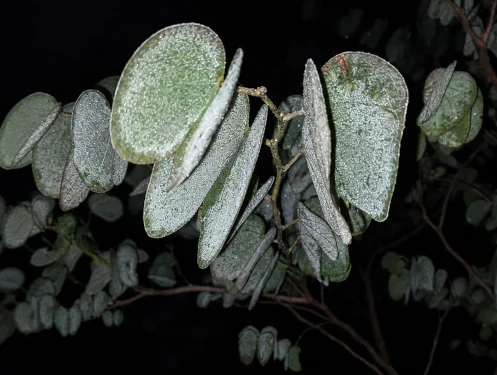 Gefrorene Orchideenbaum-Blätter nach einer Frostnacht in Paraguay